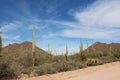 Desert landscape alongside Bajada Loop Drive, a sandy road through the desert of Saguaro National Park West, Arizona Royalty Free Stock Photo