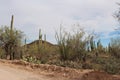 Desert landscape alongside Bajada Loop Drive, a sandy road through the desert of Saguaro National Park West Royalty Free Stock Photo