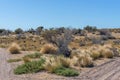 Desert landscape on the atlantic coast of Patagonia, Argentina