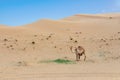 Desert landscape with Baby camel calf feeding on mother camel in arabian desert. Travel safari background.