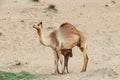 Desert landscape with Baby camel calf feeding on mother camel. Travel safari background.