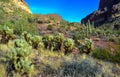 Desert landscape with cacti, Cylindropuntia sp. in a Organ Pipe Cactus National Monument, Arizona Royalty Free Stock Photo