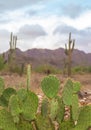 Desert landscape, cactus trees and mtn background in Scottsdale,Az,USA Royalty Free Stock Photo