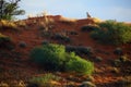 Desert landscape with cheetah on the red dune. Cheetah Acynonix jubatus monitors its surroundings from above Royalty Free Stock Photo