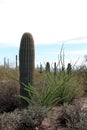 Desert landscape with cholla, ocotillo, and saguaro cacti, plus creosote bushes in Saguaro National Park