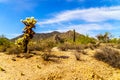 Desert landscape with Cholla and Saguaro Cacti