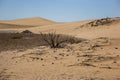 Desert landscape with dead plants in sand dunes under sunny sky. Global warming concept. Nature background Royalty Free Stock Photo