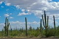 Cactus Under a Clourdy Sky