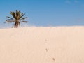 Douz,desert landscape,sahara,tunisia,africa Royalty Free Stock Photo