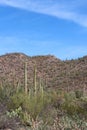 Desert landscape filled with ocotillo, creosote bushes, saguaro, prickly pear and cholla cacti in Saguaro National Park, Tucson