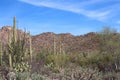 Desert landscape filled with ocotillo, creosote, saguaro, prickly pear and cholla cacti on the Desert Discovery Nature Trail