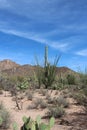 A desert landscape with ocotillo growing around saguaro cacti, creosote bushes and prickly pear cacti in Arizona