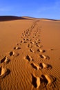Desert landscape of gobi desert with footprint in the sand, Mongolia Royalty Free Stock Photo