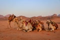 desert landscape with group of camels on red sand