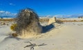 Desert landscape of gypsum dunes, plant roots pinned sand at White Sands National Monument in New Mexico, USA Royalty Free Stock Photo