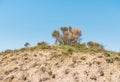 Desert landscape with a half-dried bush and grass on top of a high earthen rampart with cracked light earth against a blue sky Royalty Free Stock Photo