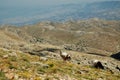 Desert landscape with horses in Northern Kurdistan