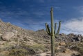 Lone Saguaro Cactus In Desert Preserve Near Phoenix Royalty Free Stock Photo