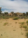 Desert landscape with Joshua trees, dead trees, and sky Royalty Free Stock Photo