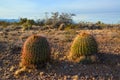 Desert landscape with large plants cactus Ferocactus sp. Organ Mountains-Desert Peaks NM, New Mexico, USA Royalty Free Stock Photo