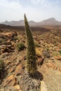 Desert landscape from Las Canadas caldera of Teide volcano.