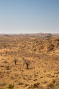 Desert Landscape in Mapungubwe National Park, South Africa Royalty Free Stock Photo