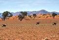 Desert Landscape - NamibRand, Namibia Royalty Free Stock Photo