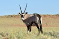 Desert Landscape - NamibRand, Namibia Royalty Free Stock Photo
