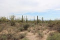 Desert landscape with Ocotillo, Saguaro, Cholla cacti and creosote bushes in Saguaro National Park, Tucson, AZ