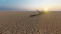 Desert landscape with a parched tree trunck as a metaphor for global warming and climate change Royalty Free Stock Photo