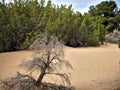 Desert landscape with plants and sandy dirt.