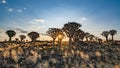 Desert landscape with with quiver trees Aloe dichotoma Royalty Free Stock Photo