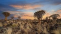 Desert landscape with with quiver trees Aloe dichotoma Royalty Free Stock Photo