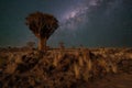 Desert landscape with with quiver trees Aloe dichotoma Royalty Free Stock Photo