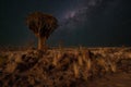 Desert landscape with with quiver trees Aloe dichotoma Royalty Free Stock Photo