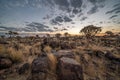 Desert landscape with with quiver trees Aloe dichotoma, Royalty Free Stock Photo