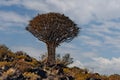 Desert landscape with with quiver trees Aloe dichotoma Royalty Free Stock Photo