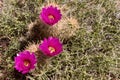 Desert Landscape In Red Rock Conservation Area, Southern Nevada, USA Royalty Free Stock Photo