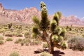 Desert Landscape In Red Rock Conservation Area, Southern Nevada, USA Royalty Free Stock Photo