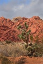 Desert Landscape with Red Rock and Pinyon Pine Royalty Free Stock Photo