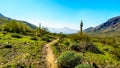 Desert Landscape with Saguaro and Barrel Cacti along the Bajada Hiking Trail in the mountains of South Mountain Park Royalty Free Stock Photo