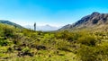 Desert Landscape with Saguaro and Barrel Cacti along the Bajada Hiking Trail in the mountains of South Mountain Park