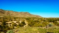 Desert Landscape with Saguaro and Barrel Cacti along the Bajada Hiking Trail in the mountains of South Mountain Park