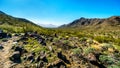 Desert Landscape with Saguaro and Barrel Cacti along the Bajada Hiking Trail in the mountains of South Mountain Park Royalty Free Stock Photo