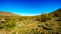 Desert landscape with Saguaro Cacti along the National Trail near the San Juan Trail Head in the mountains of South Mountain Park Royalty Free Stock Photo