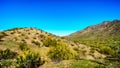 Desert landscape with Saguaro Cacti along the National Trail near the San Juan Trail Head in the mountains of South Mountain Park Royalty Free Stock Photo