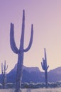 Desert landscape saguaro cactus and mountains Royalty Free Stock Photo