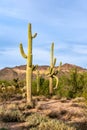 Desert landscape with Saguaro Cactus Royalty Free Stock Photo