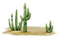 Desert landscape with saguaro cactuses and sand watercolor illustration. Arizona, Wild West or Mexican nature clipart