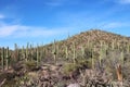 Desert landscape with Saguaro, Cholla and Prickly Pear cacti, Palo Verde trees, Ocotillo, and scrub brush in Saguaro National Park
